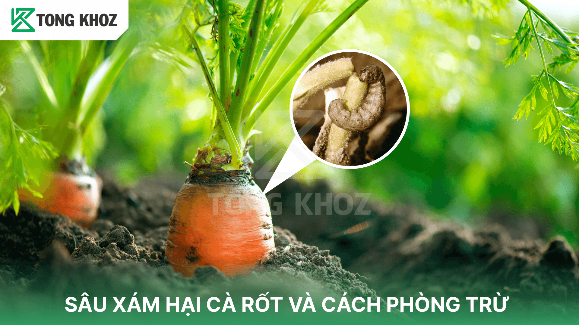 SÂU XÁM HẠI CÀ RỐT VÀ CÁCH PHÒNG TRỪ