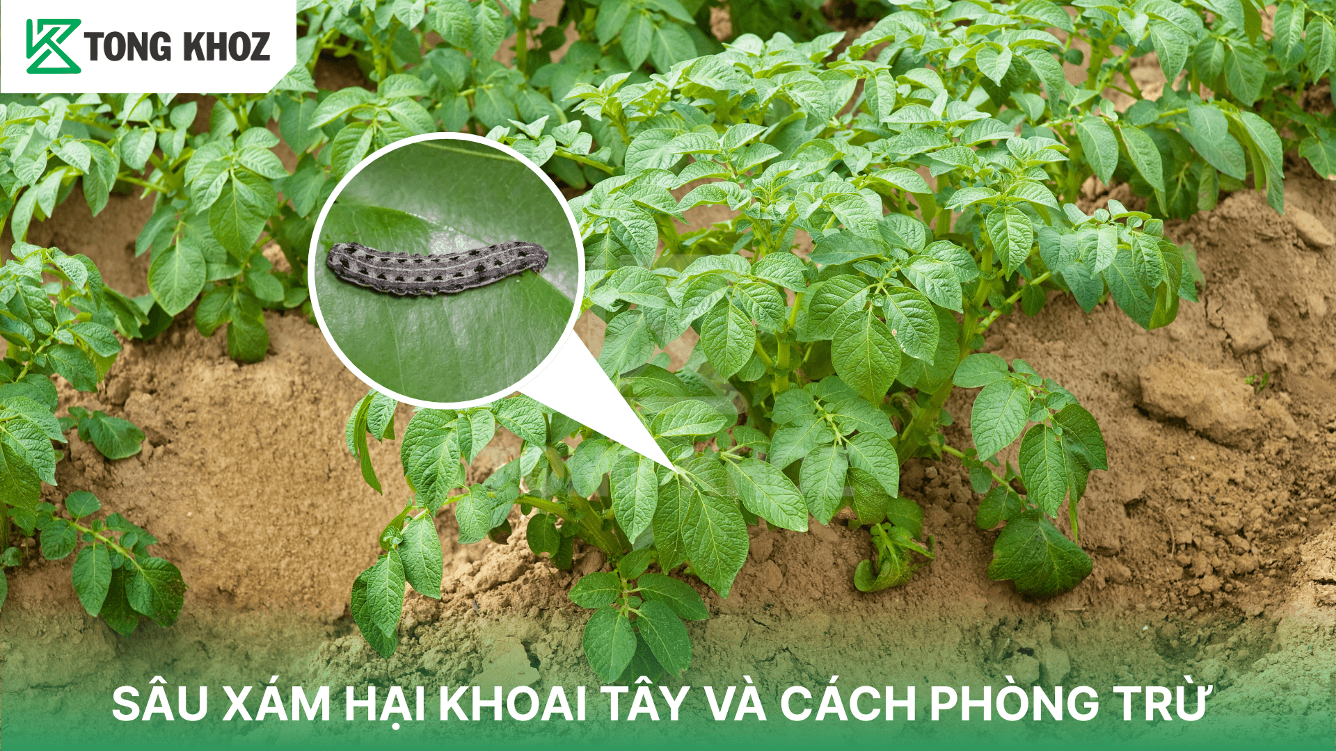 SÂU XÁM HẠI KHOAI TÂY VÀ CÁCH PHÒNG TRỪ