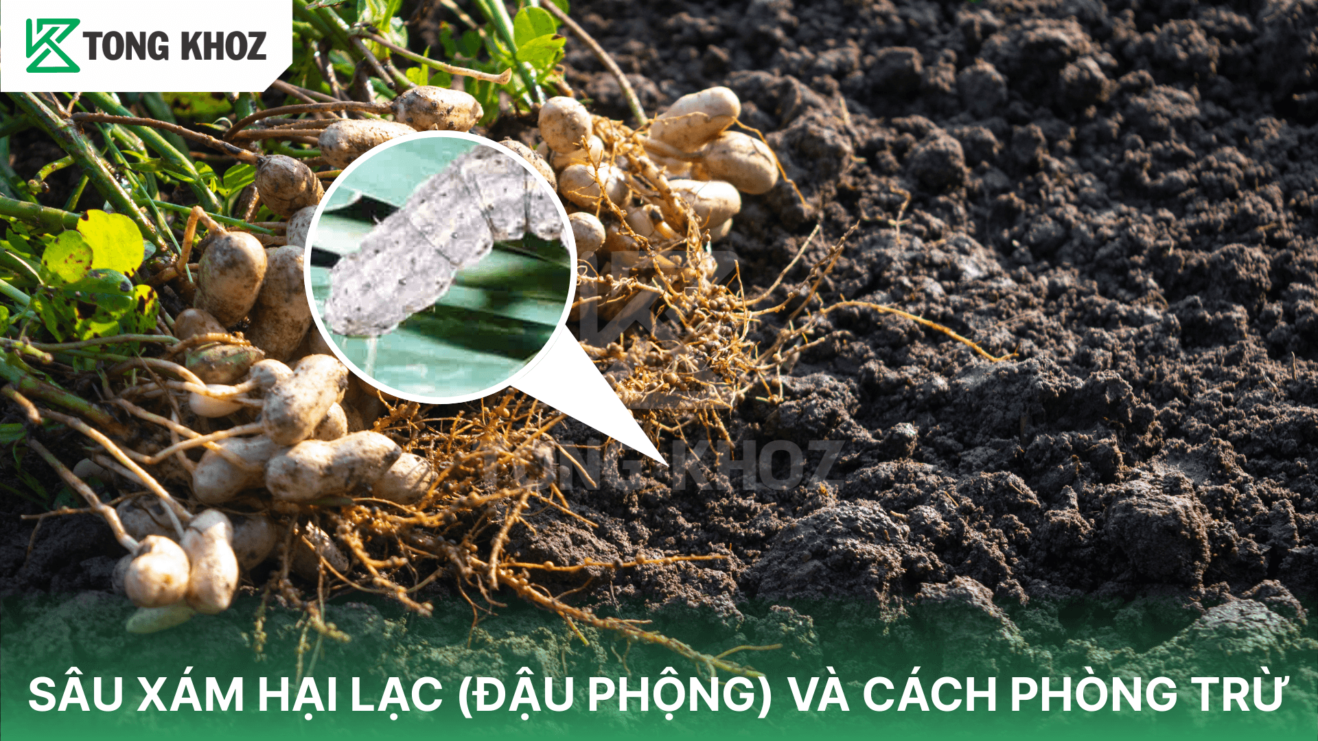 SÂU XÁM HẠI LẠC (ĐẬU PHỘNG) VÀ CÁCH PHÒNG TRỪ