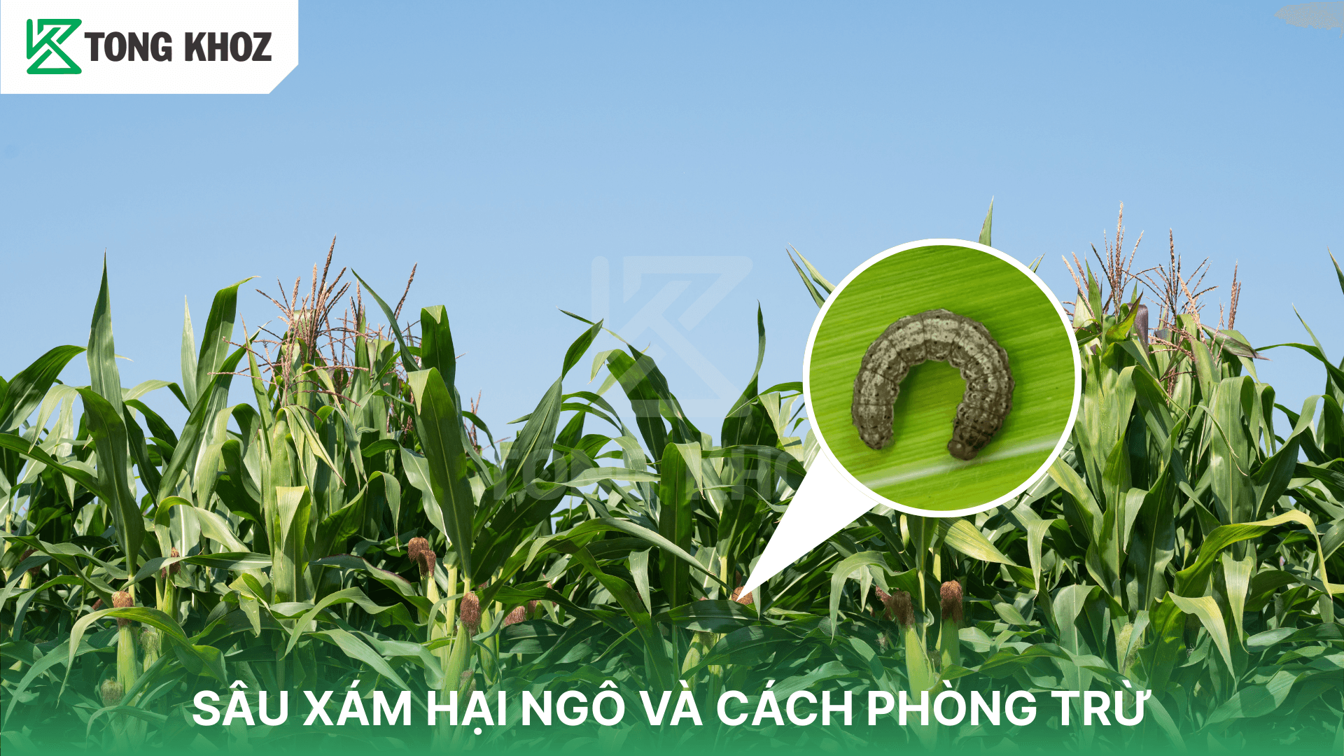 SÂU XÁM HẠI NGÔ VÀ CÁCH PHÒNG TRỪ