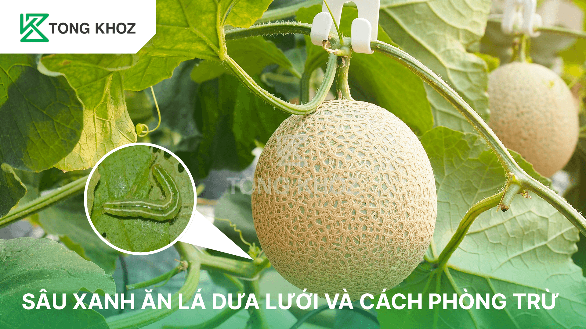 SÂU XANH ĂN LÁ DƯA LƯỚI VÀ CÁCH PHÒNG TRỪ