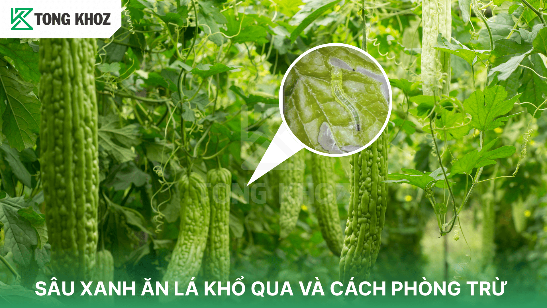 SÂU XANH ĂN LÁ KHỔ QUA VÀ CÁCH PHÒNG TRỪ