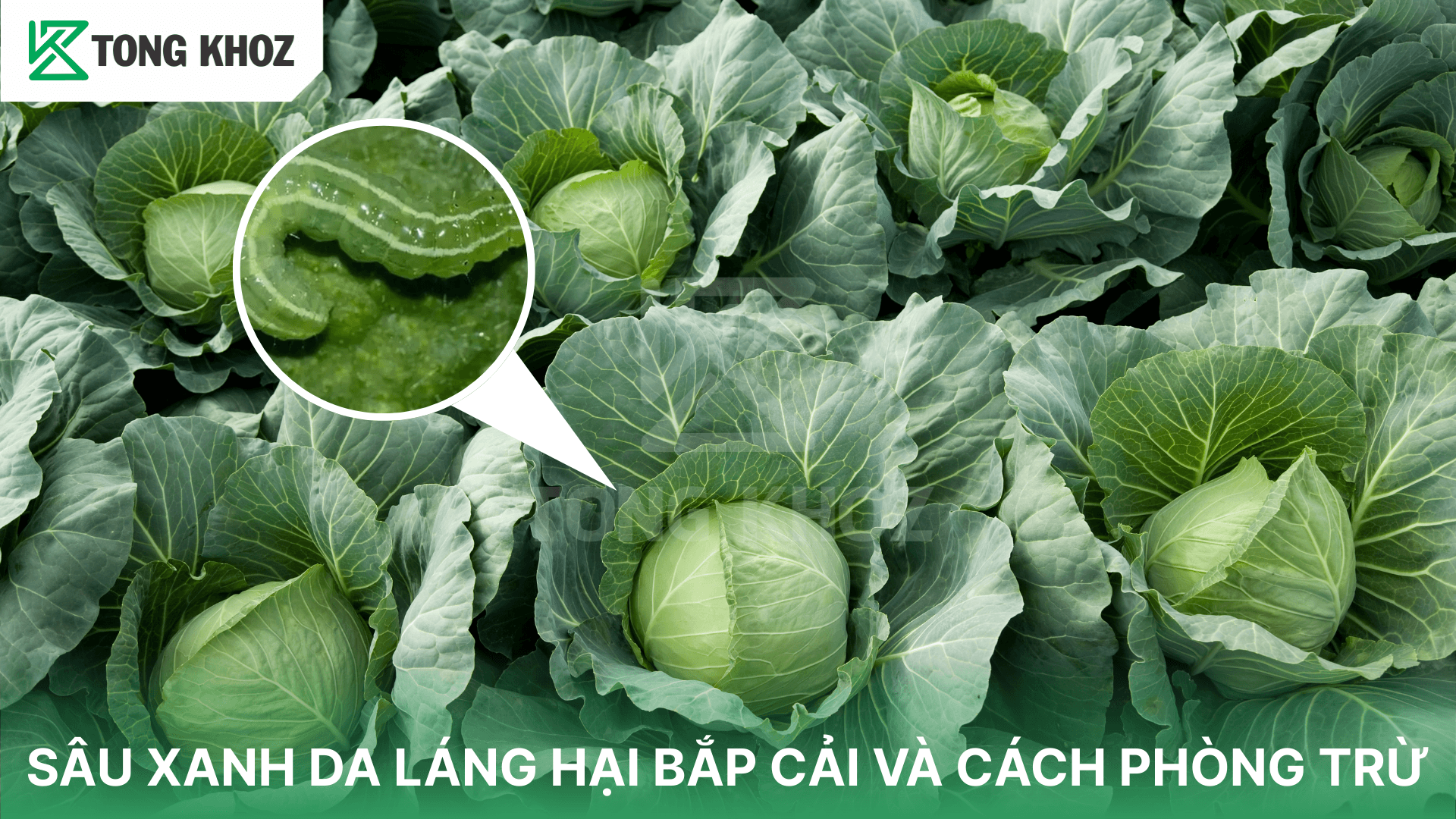 SÂU XANH DA LÁNG HẠI BẮP CẢI VÀ CÁCH PHÒNG TRỪ