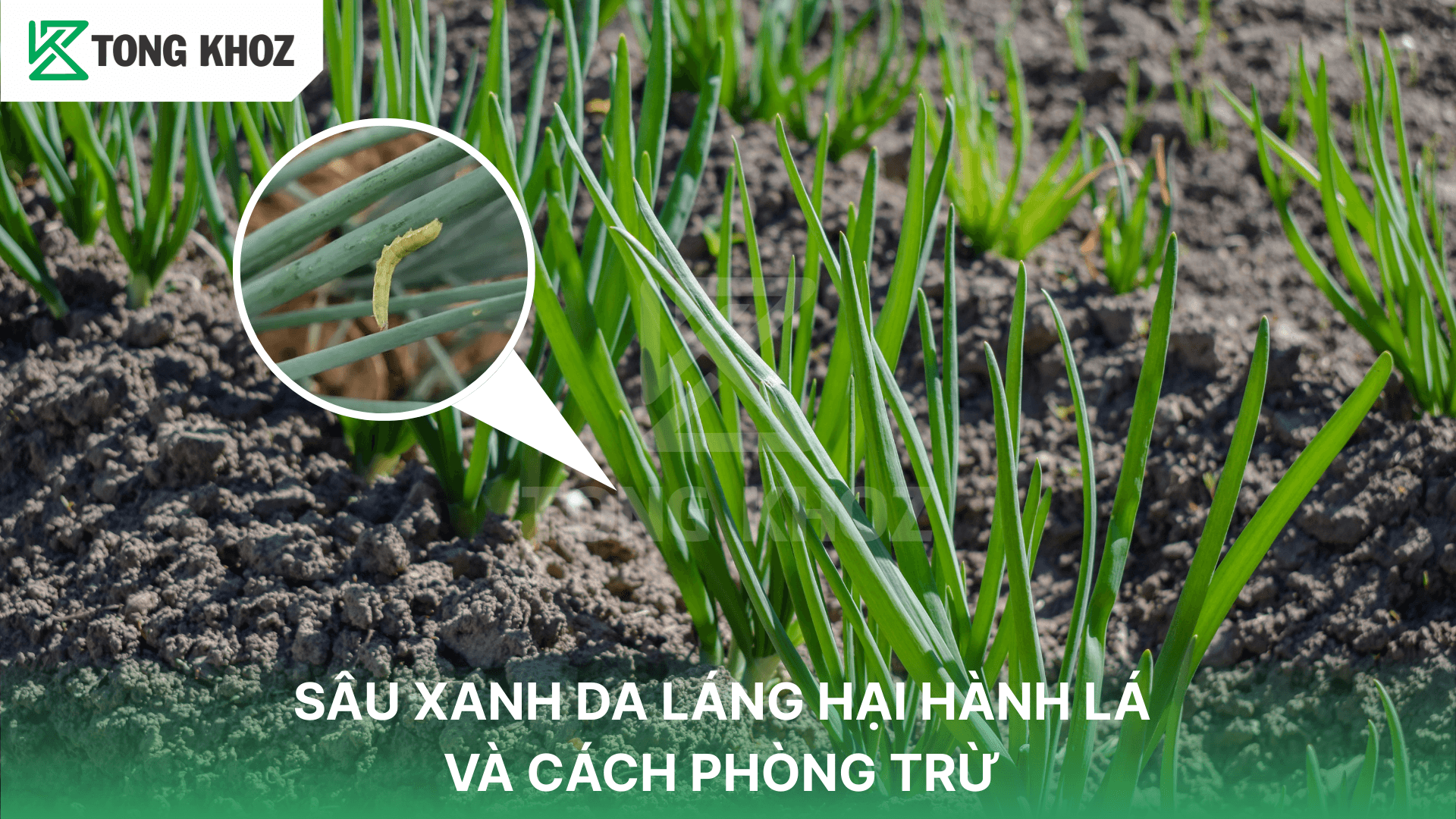 SÂU XANH DA LÁNG HẠI HÀNH LÁ VÀ CÁCH PHÒNG TRỪ