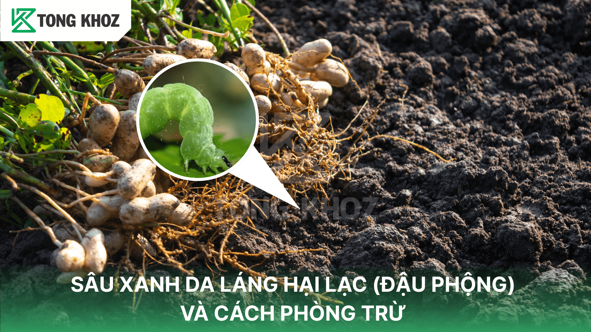 SÂU XANH DA LÁNG HẠI LẠC (ĐẬU PHỘNG) VÀ CÁCH PHÒNG TRỪ