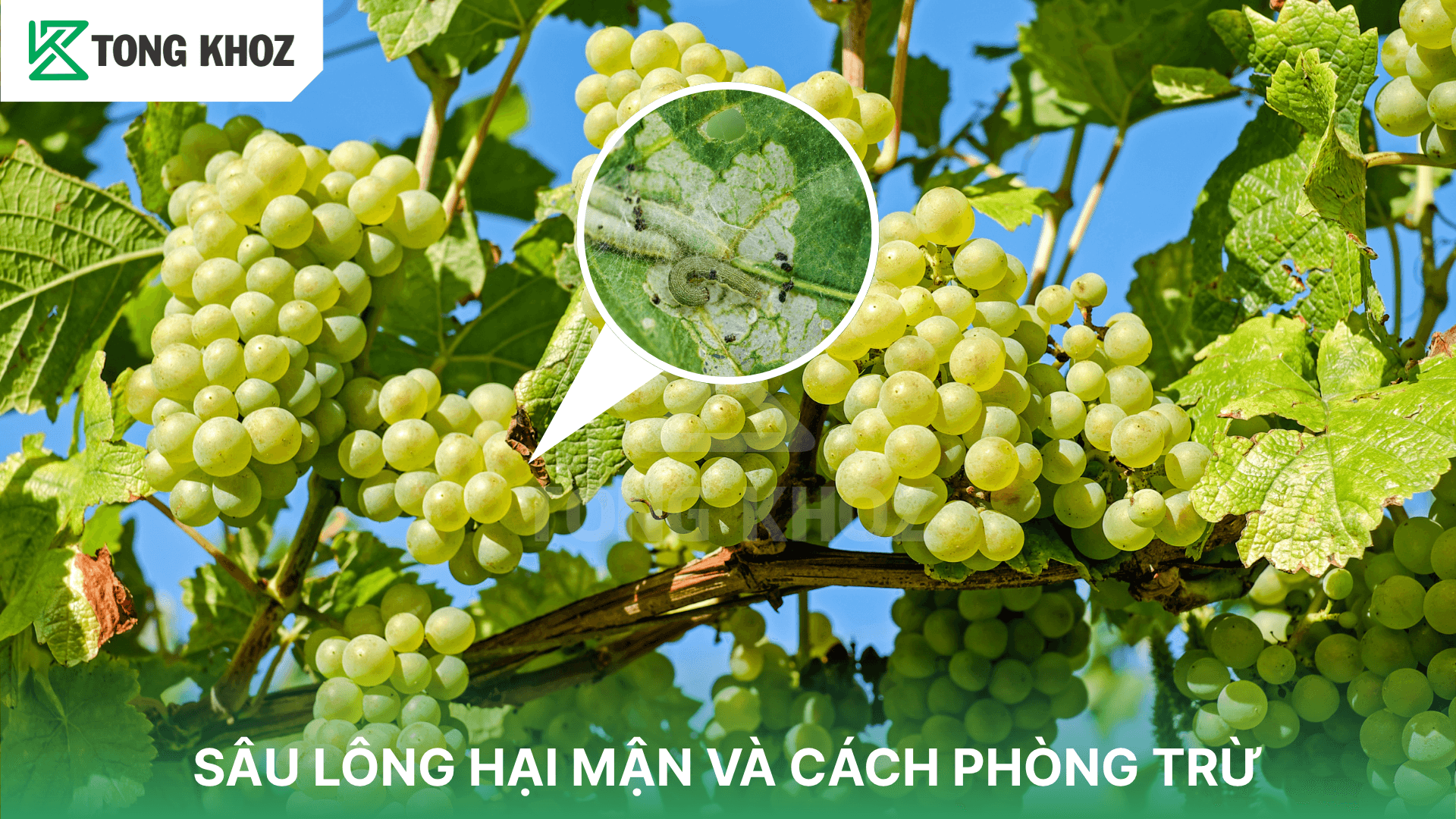 SÂU XANH DA LÁNG HẠI NHO VÀ CÁCH PHÒNG TRỪ