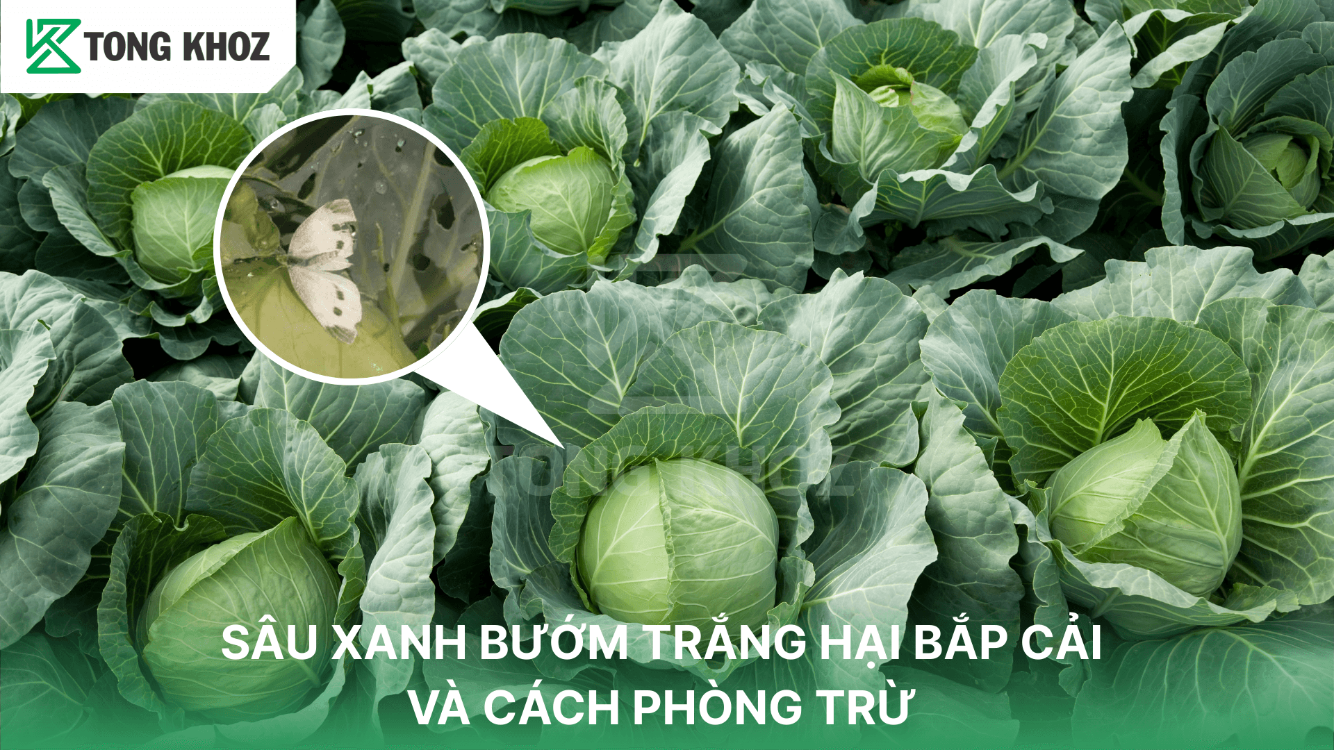 SÂU XANH BƯỚM TRẮNG HẠI BẮP CẢI VÀ CÁCH PHÒNG TRỪ