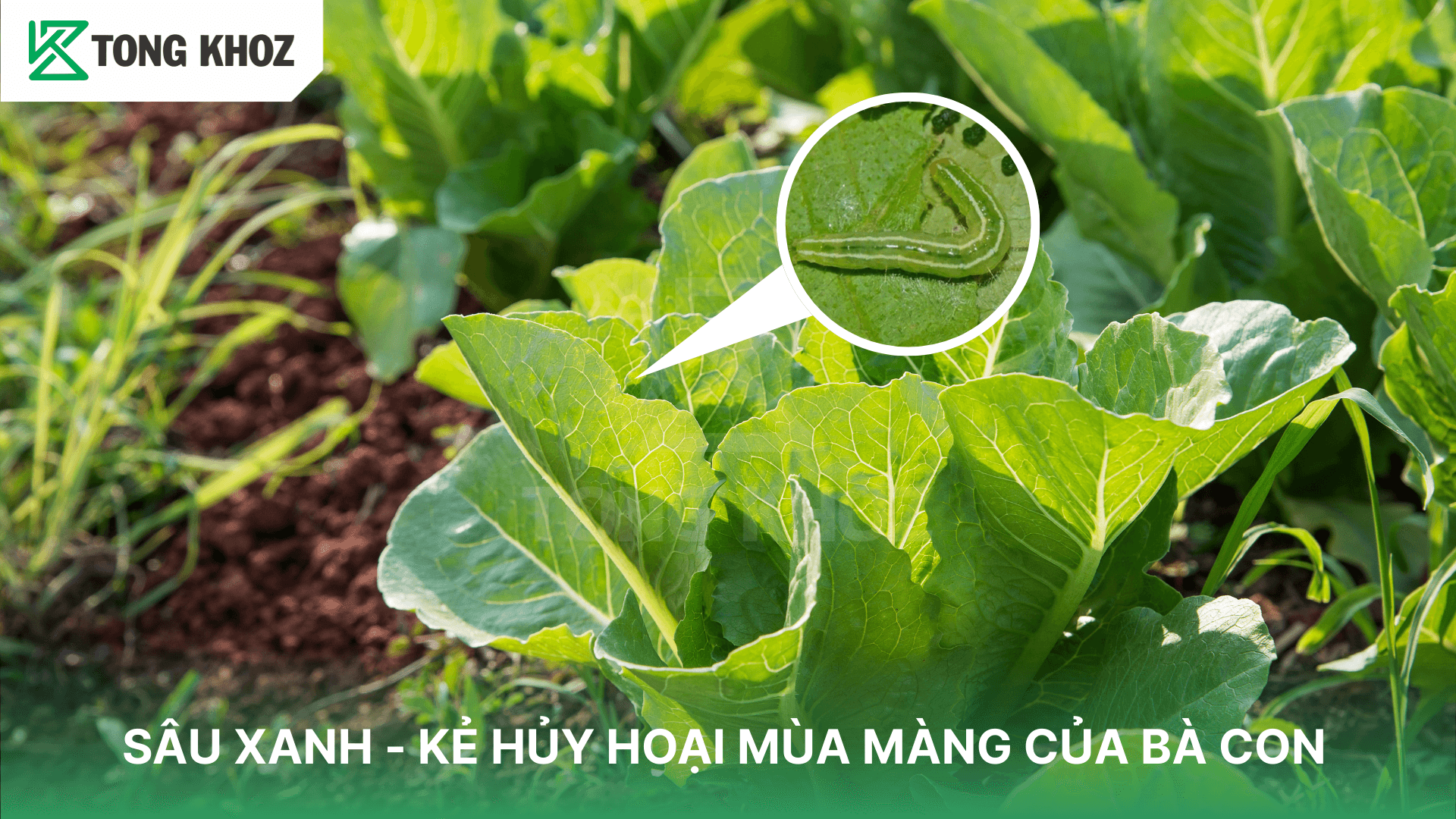 SÂU XANH – KẺ HỦY HOẠI MÙA MÀNG CỦA BÀ CON