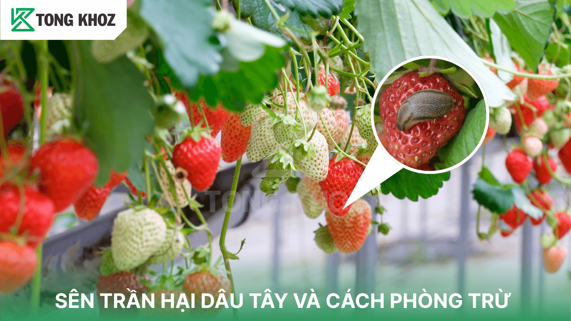 SÊN TRẦN HẠI DÂU TÂY VÀ CÁCH PHÒNG TRỪ