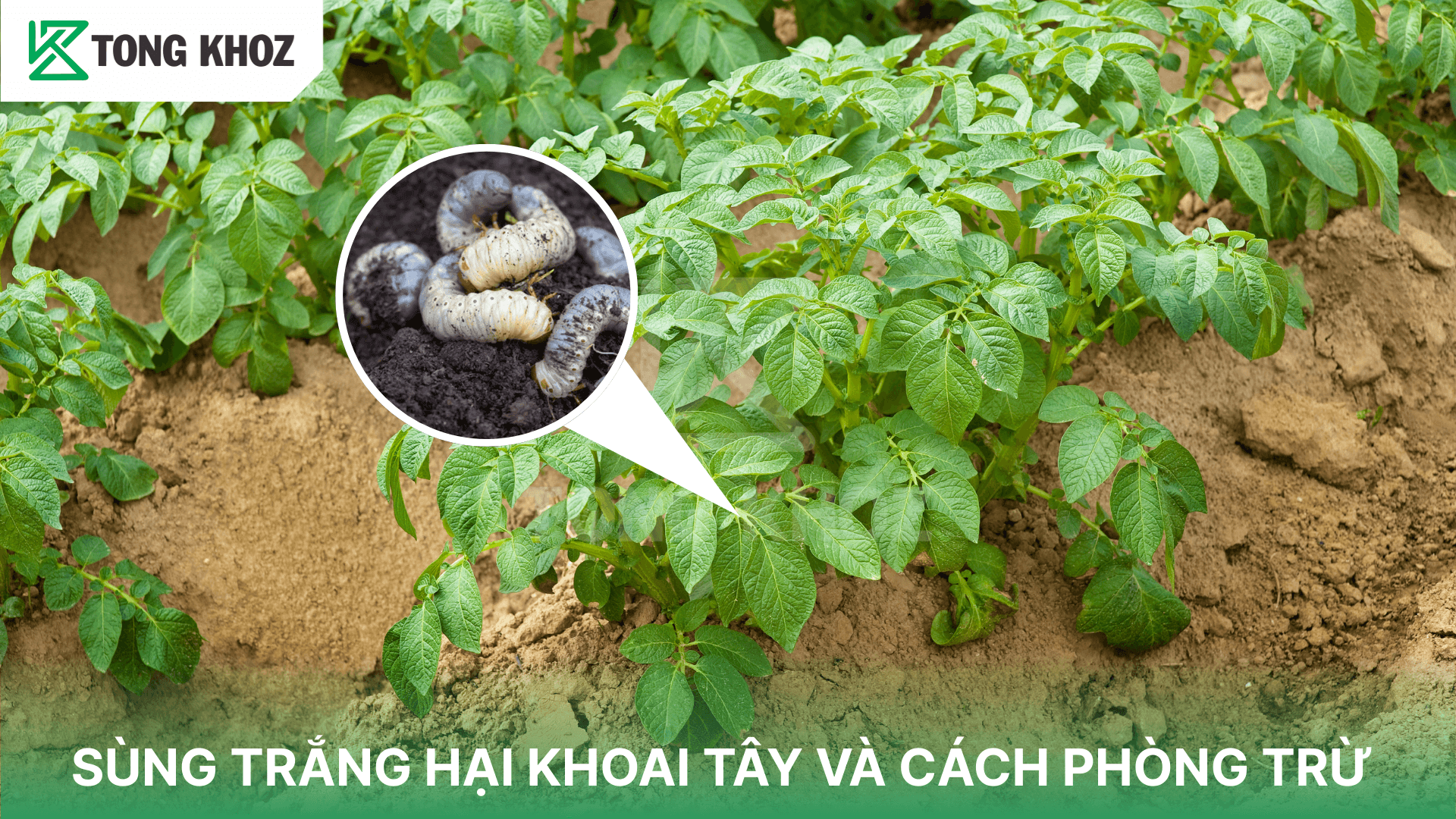 SÙNG TRẮNG HẠI KHOAI TÂY VÀ CÁCH PHÒNG TRỪ