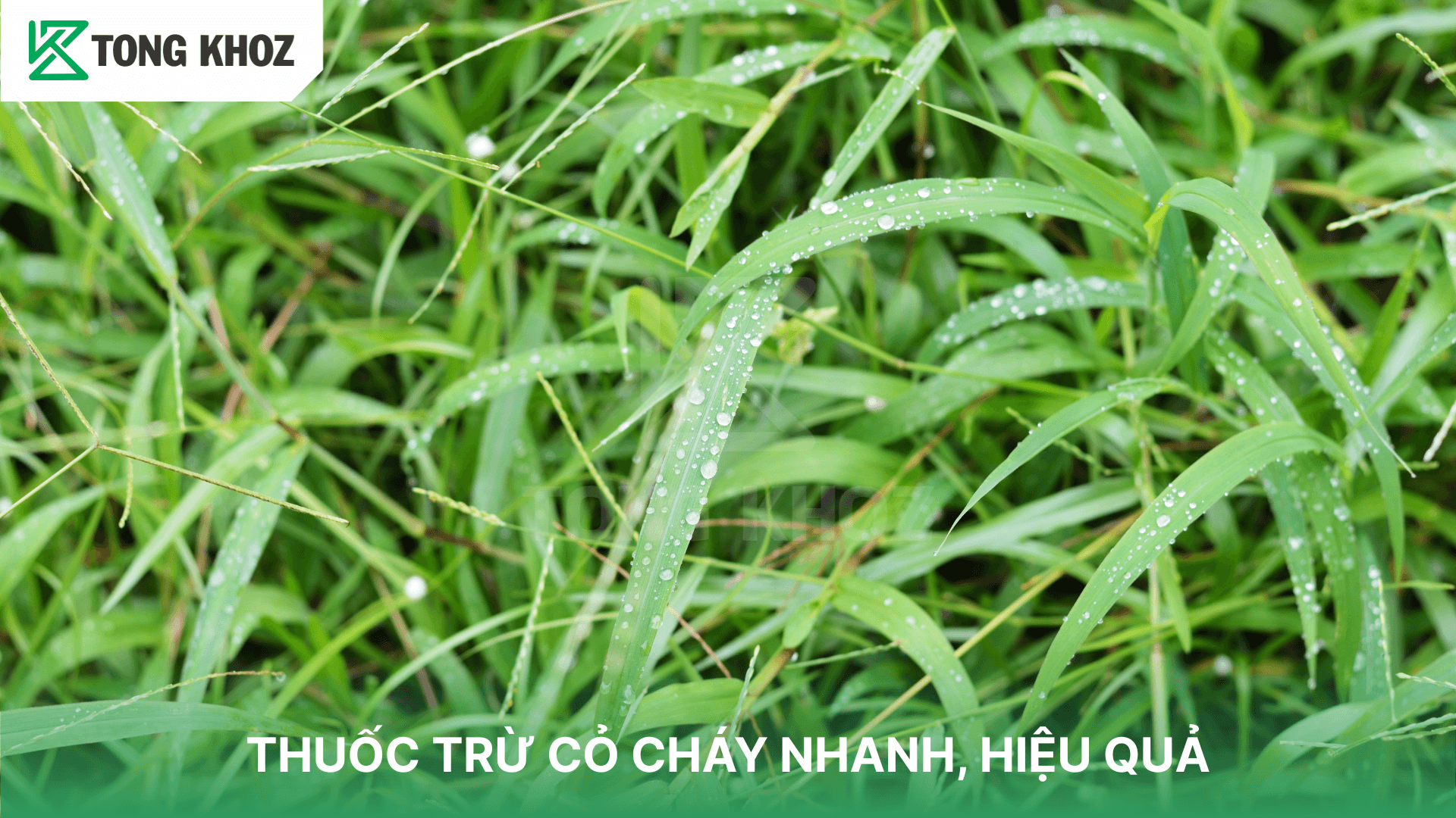THUỐC TRỪ CỎ CHÁY NHANH, HIỆU QUẢ