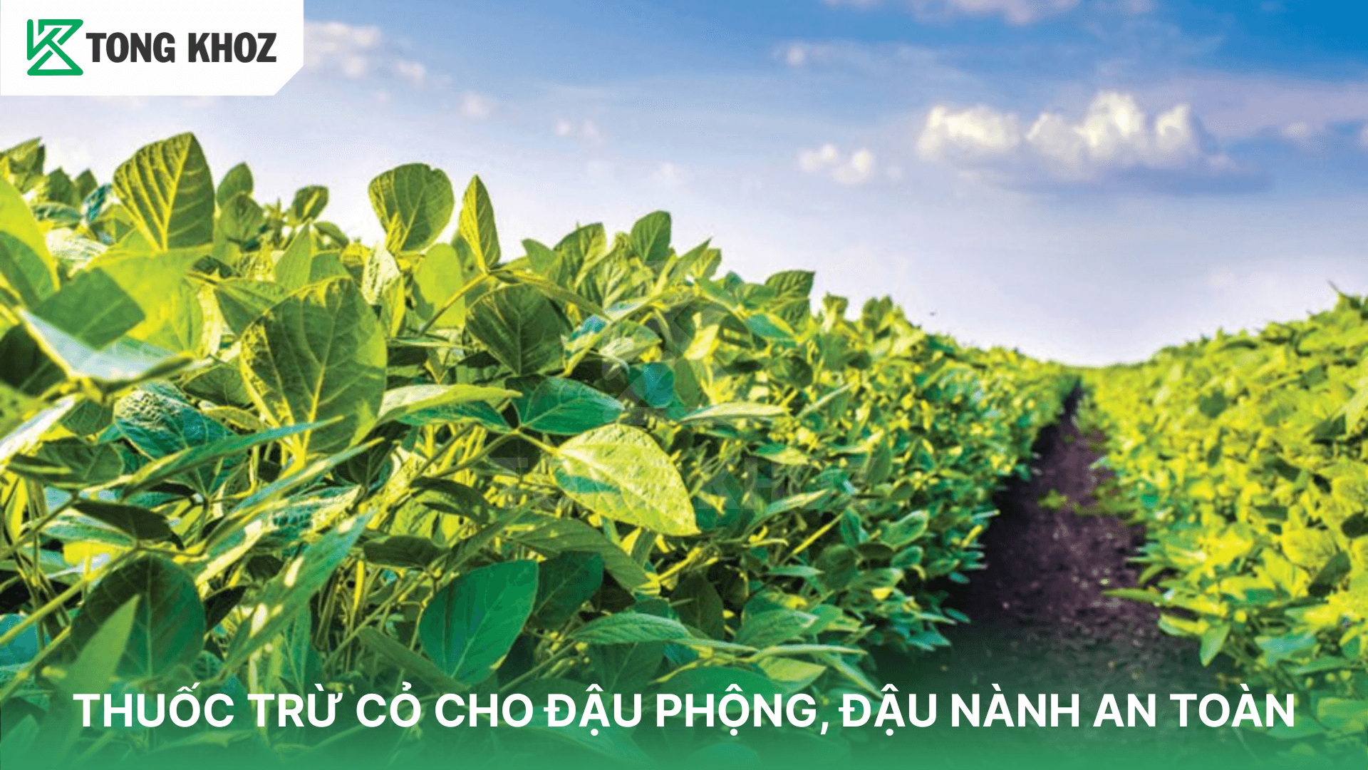 THUỐC TRỪ CỎ CHO ĐẬU PHỘNG, ĐẬU NÀNH AN TOÀN
