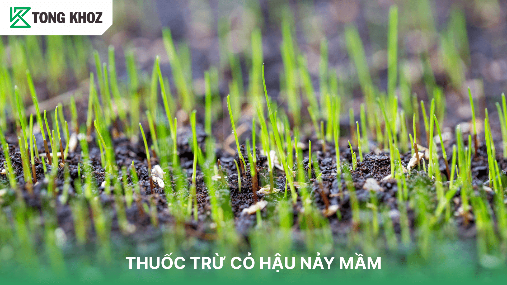THUỐC TRỪ CỎ HẬU NẢY MẦM