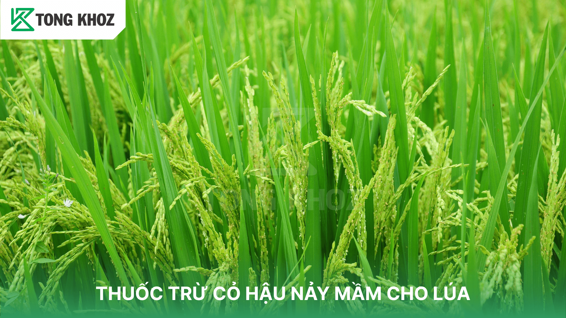 THUỐC TRỪ CỎ HẬU NẢY MẦM CHO CÂY LÚA