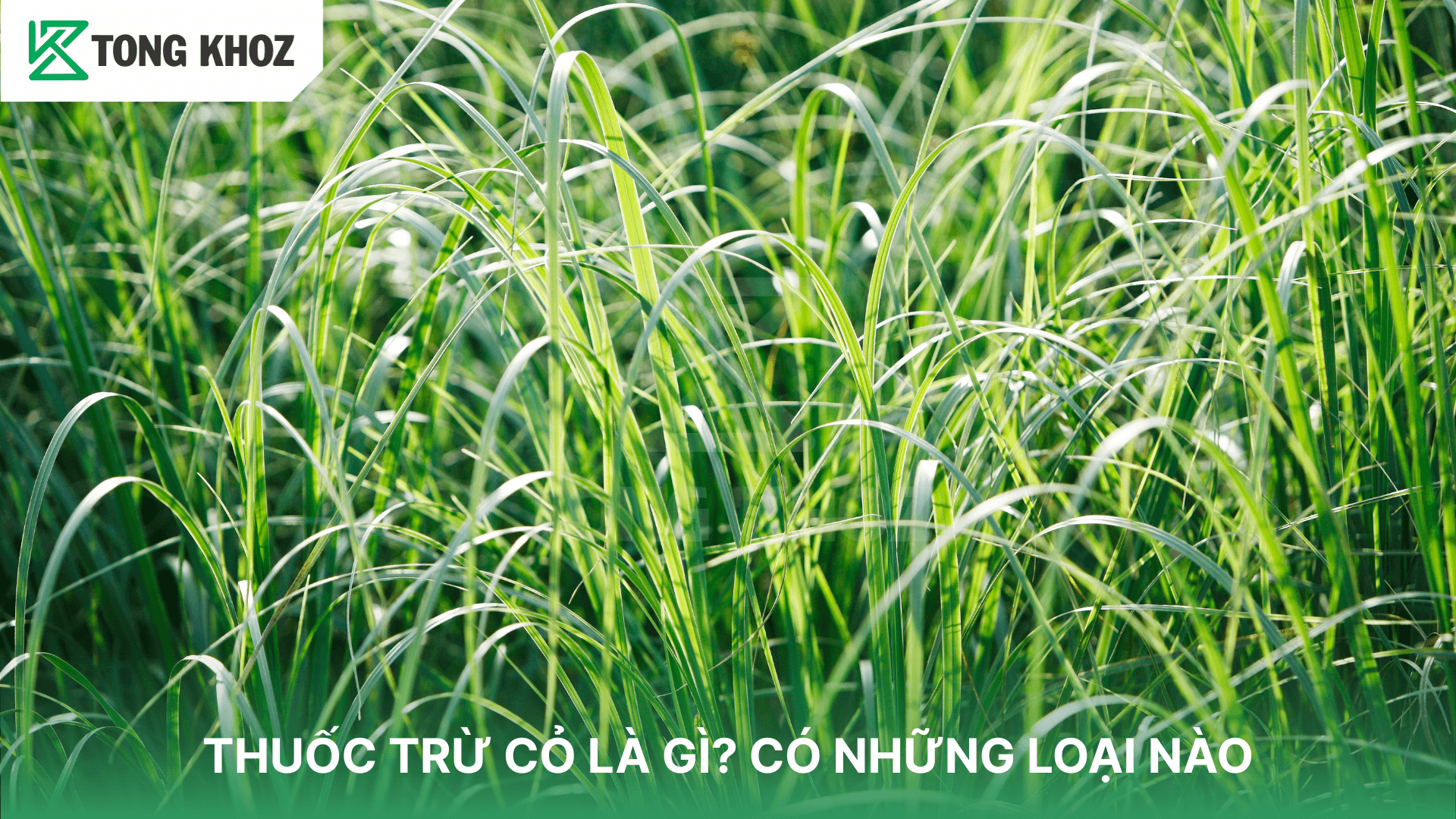 THUỐC TRỪ CỎ LÀ GÌ? CÓ NHỮNG LOẠI NÀO