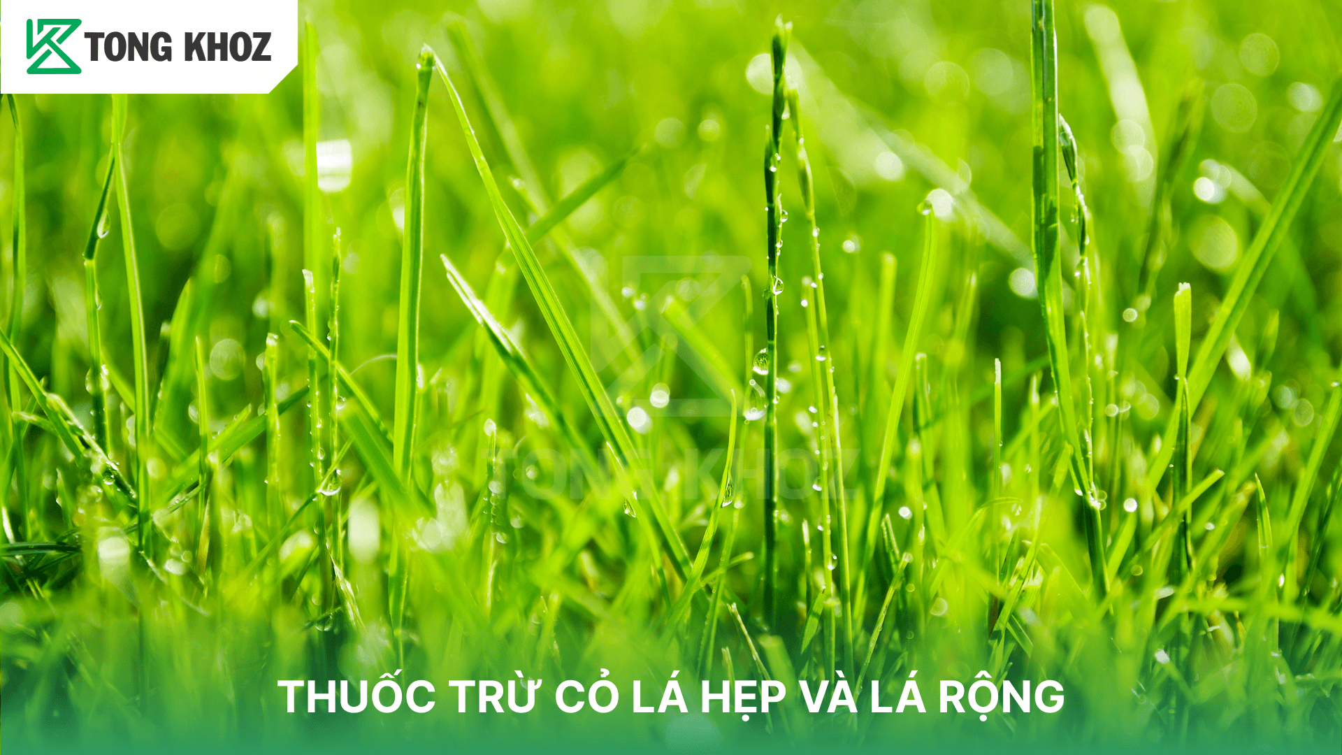 THUỐC TRỪ CỎ LÁ HẸP VÀ LÁ RỘNG