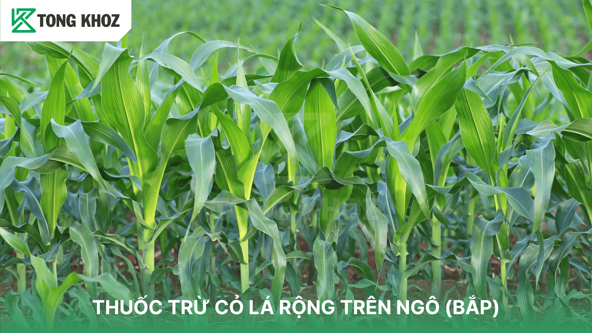 THUỐC TRỪ CỎ LÁ RỘNG TRÊN NGÔ (BẮP)