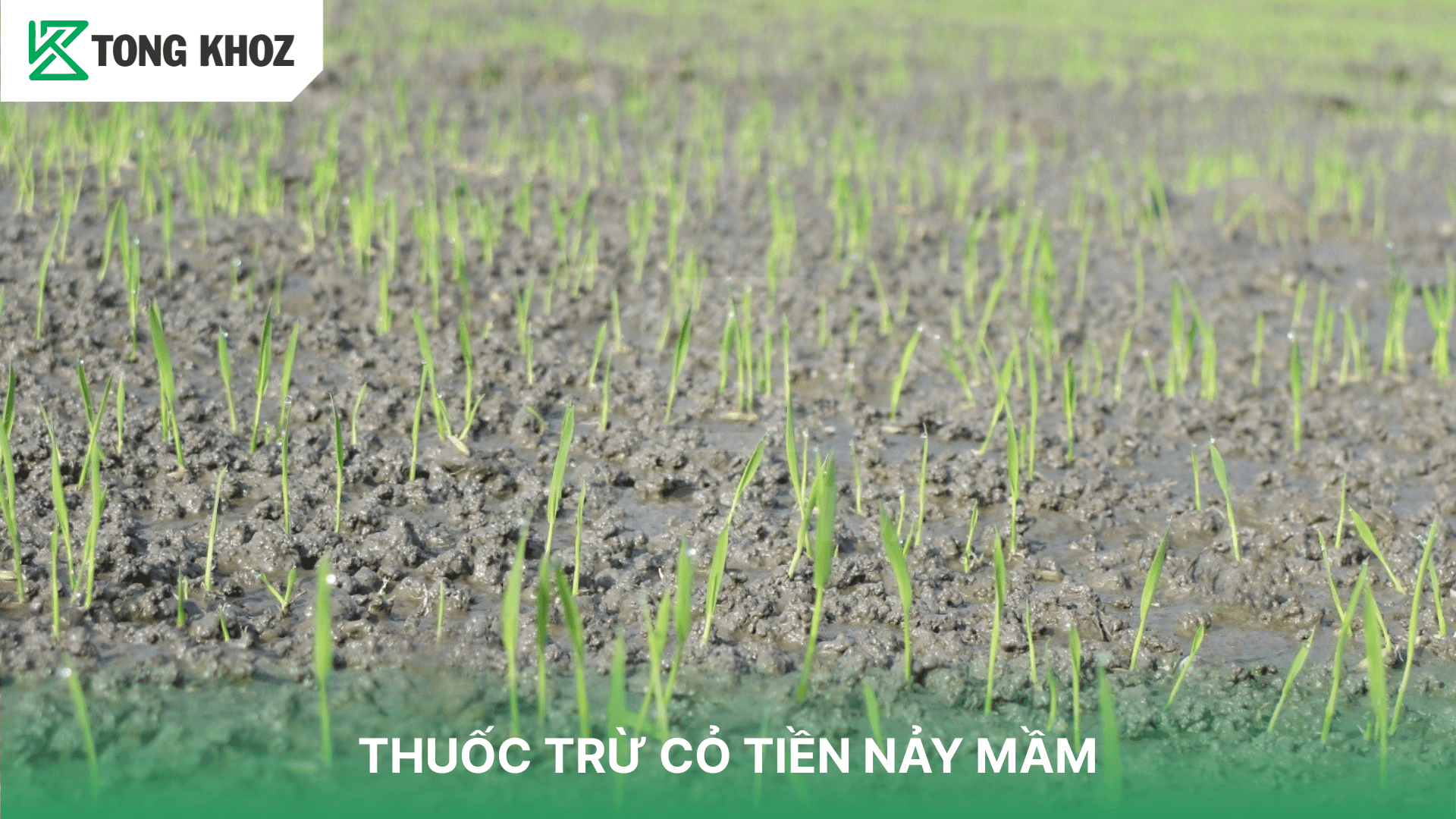 THUỐC TRỪ CỎ TIỀN NẢY MẦM