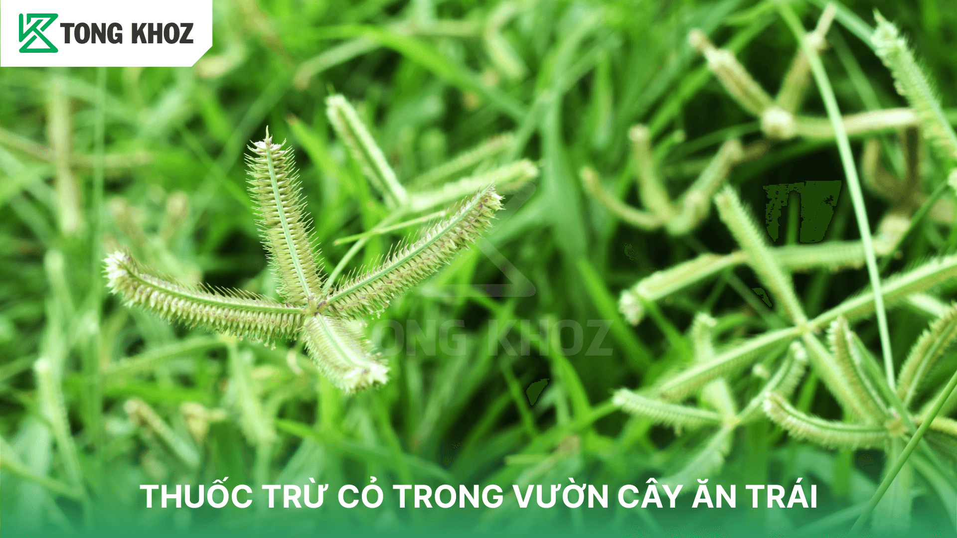 THUỐC TRỪ CỎ TRONG VƯỜN CÂY ĂN TRÁI