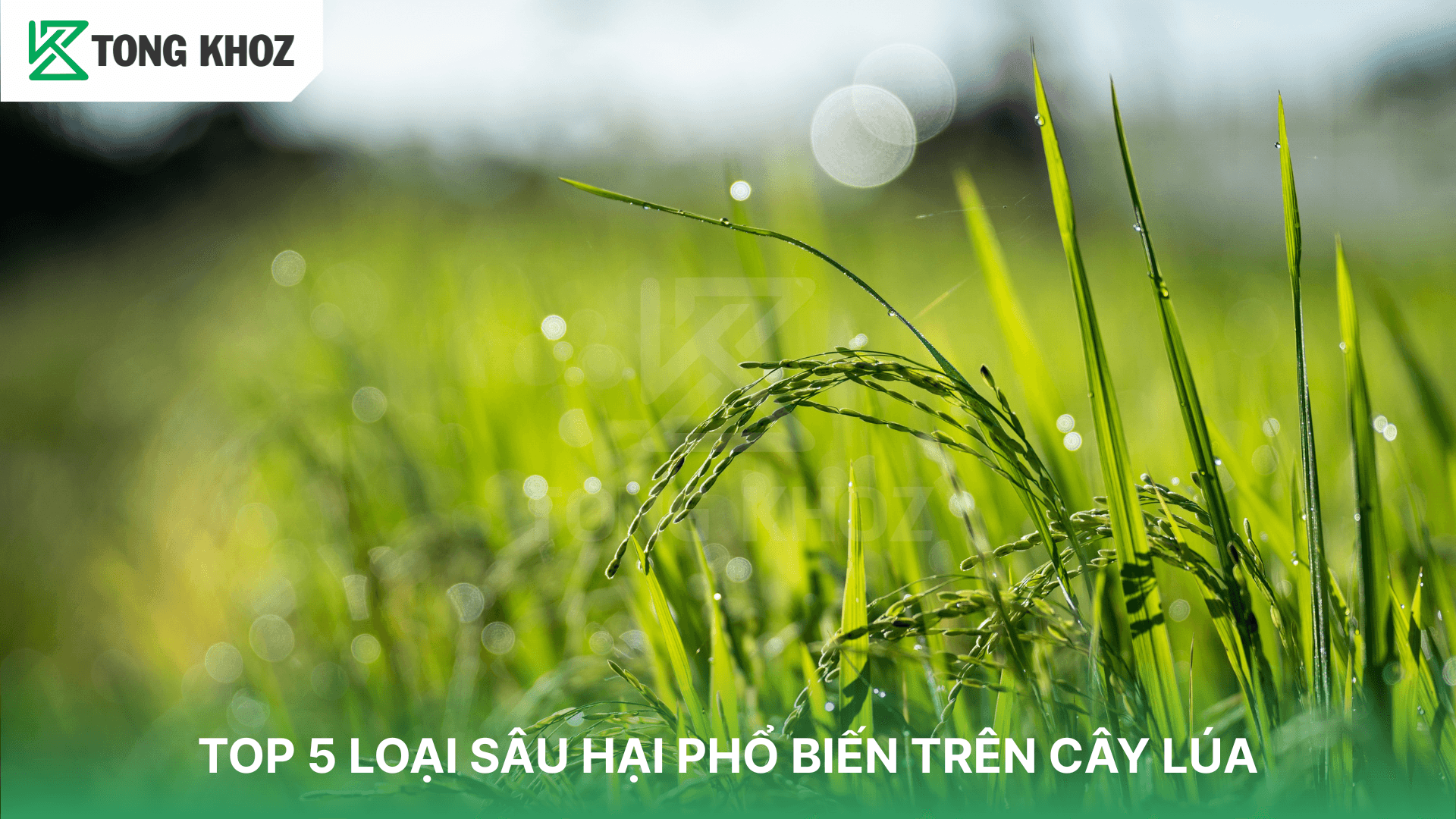 TOP 5 LOẠI SÂU HẠI PHỔ BIẾN TRÊN CÂY LÚA