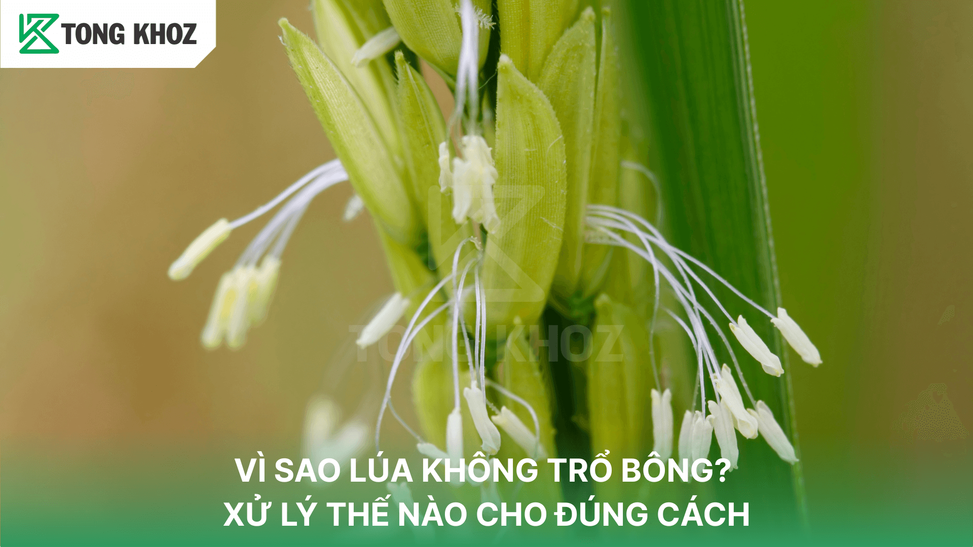 VÌ SAO LÚA KHÔNG TRỔ BÔNG? XỬ LÝ THẾ NÀO CHO ĐÚNG CÁCH