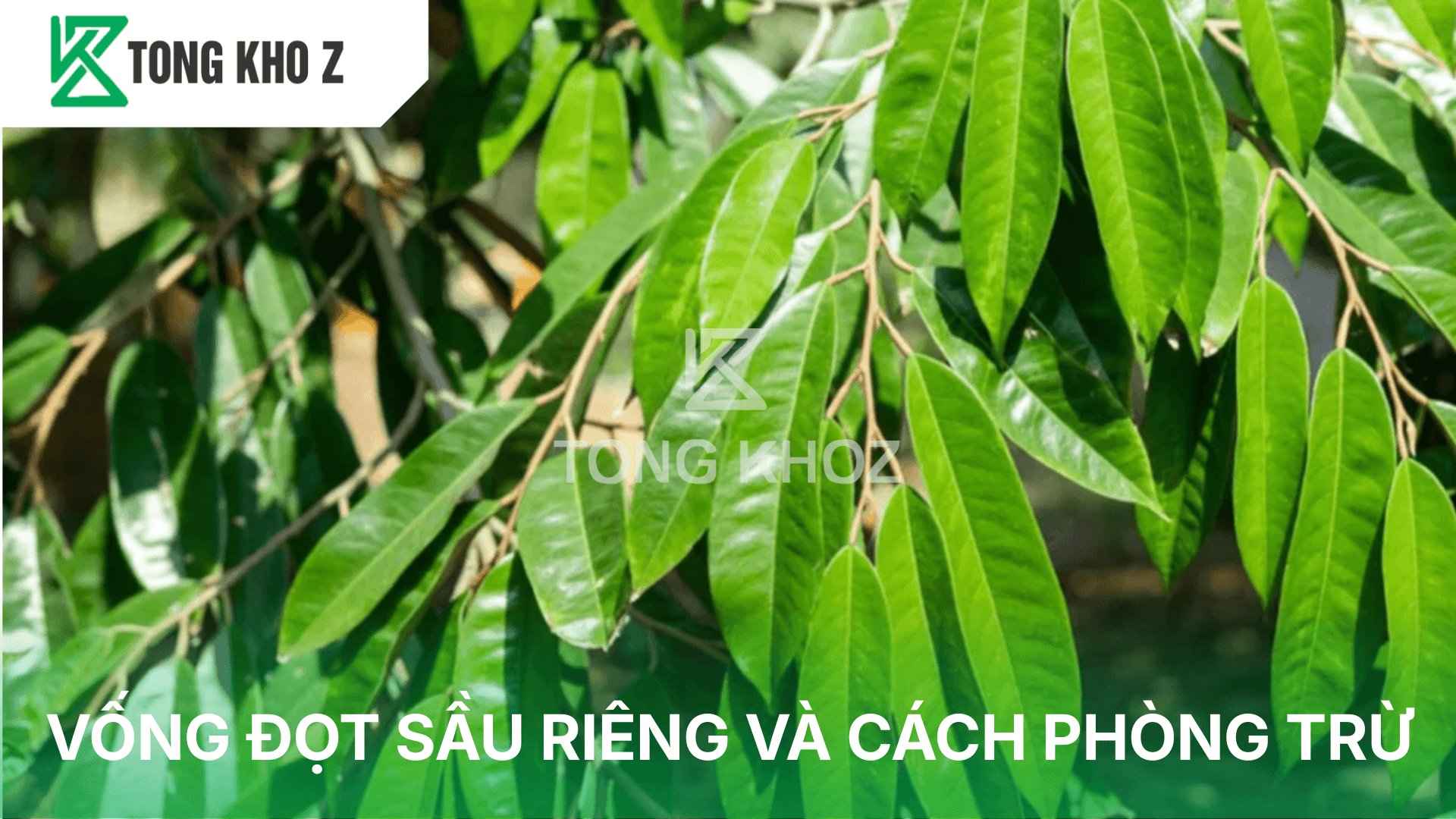 VỐNG ĐỌT SẦU RIÊNG VÀ CÁCH PHÒNG TRỪ