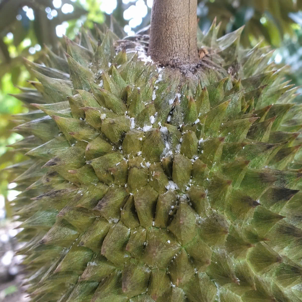 Vườn trước khi dùng combo