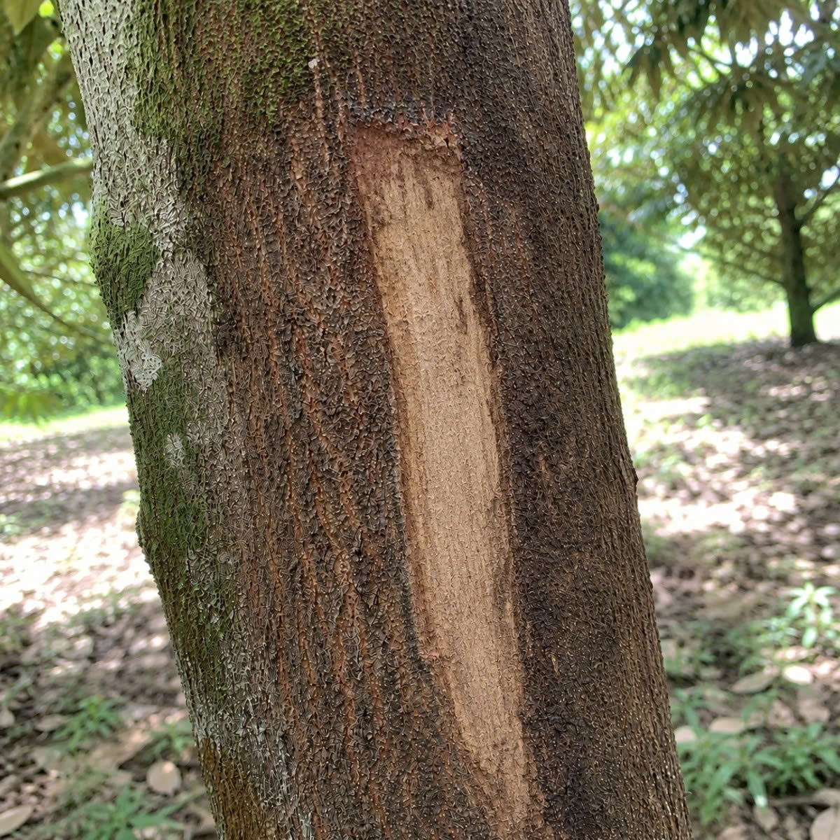 Vườn sau khi dùng combo