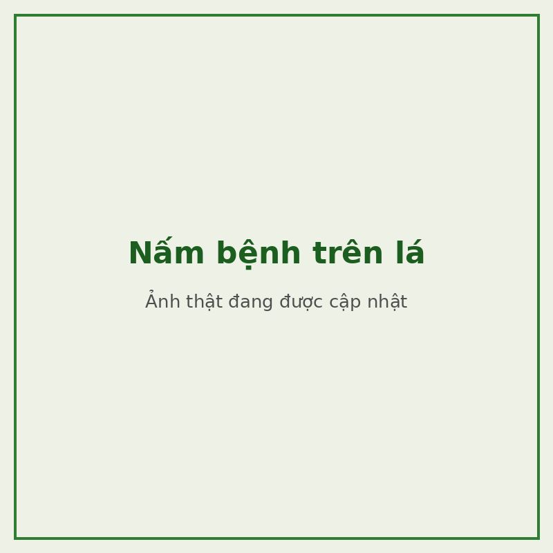 Nấm bệnh trên lá — đối tượng combo phòng trị