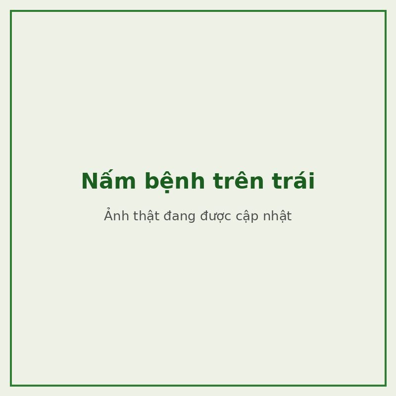 Nấm bệnh trên trái — đối tượng combo phòng trị