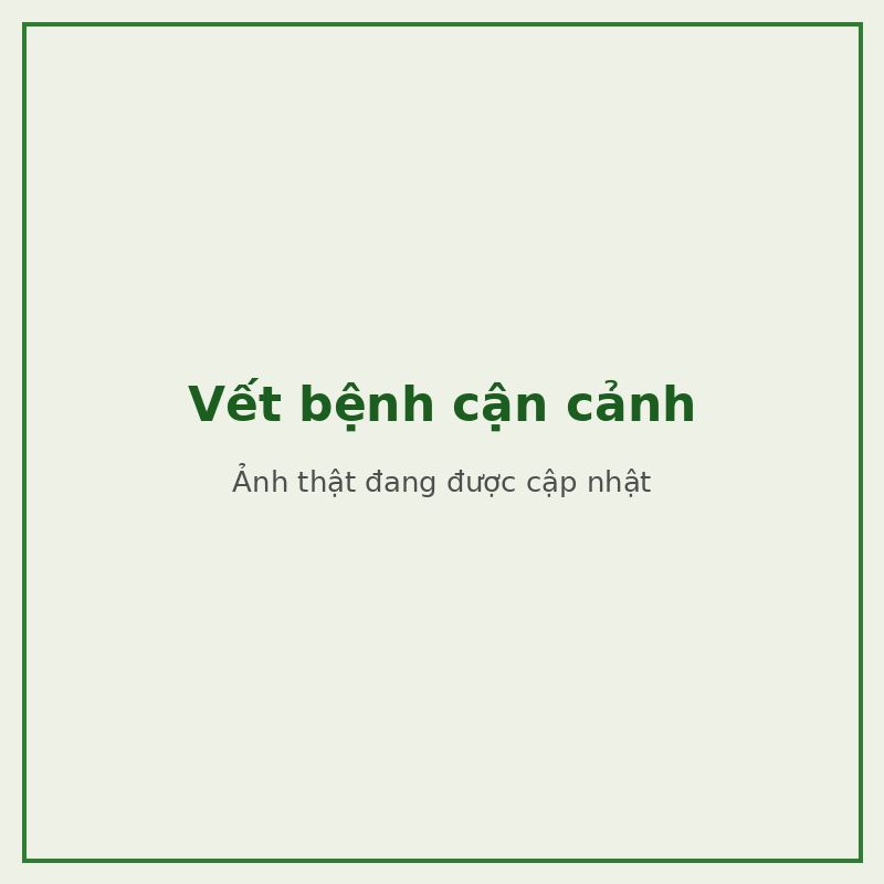 Vết bệnh cận cảnh — đối tượng combo phòng trị