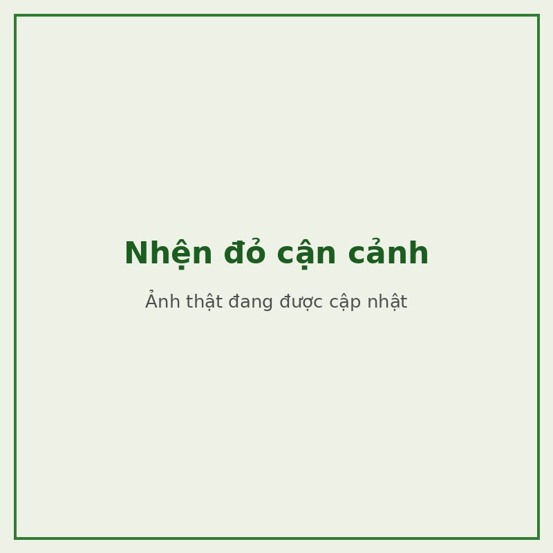 Nhện đỏ cận cảnh — đối tượng combo phòng trị