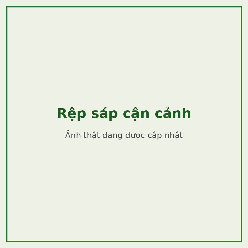 Rệp sáp cận cảnh — đối tượng combo phòng trị