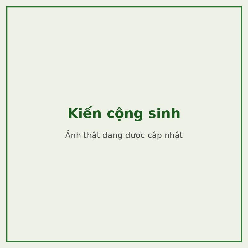 Kiến cộng sinh — đối tượng combo phòng trị