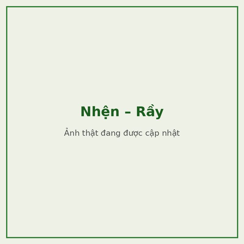 Nhện – Rầy — đối tượng combo phòng trị