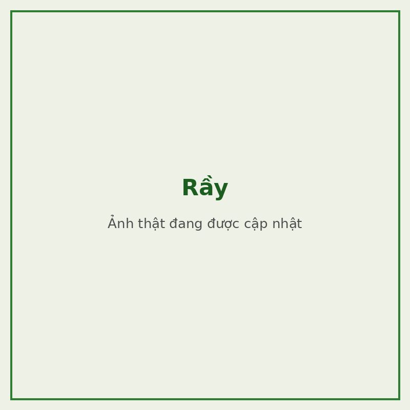 Rầy — đối tượng combo phòng trị