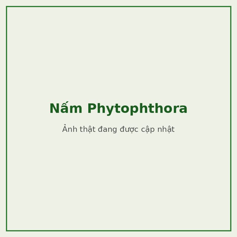 Nấm Phytophthora — đối tượng combo phòng trị