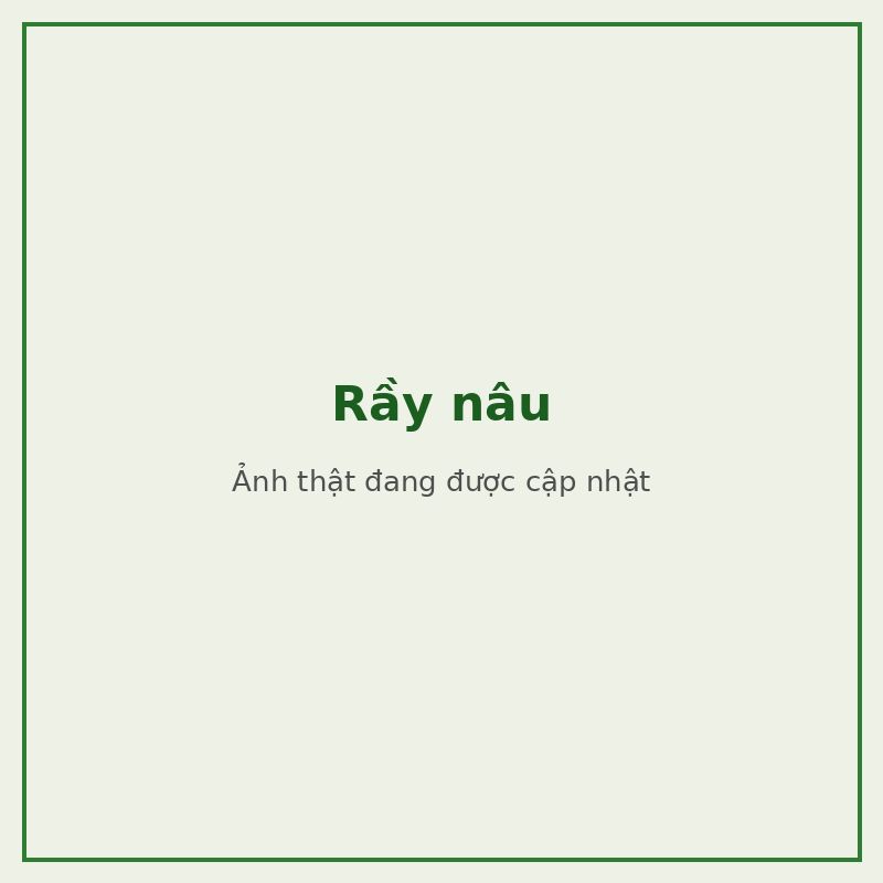 Rầy nâu — đối tượng combo phòng trị