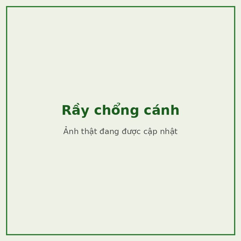 Rầy chổng cánh — đối tượng combo phòng trị