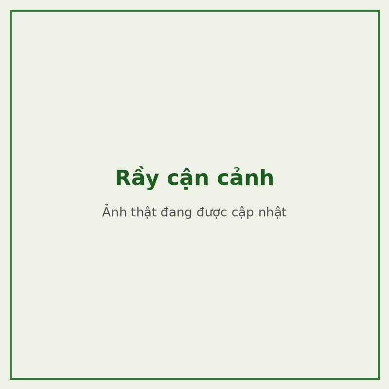 Rầy cận cảnh — đối tượng combo phòng trị