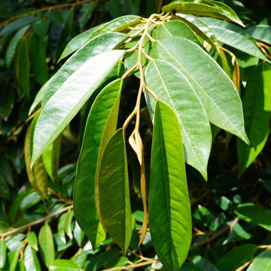 Hình ảnh thực tế tại vườn