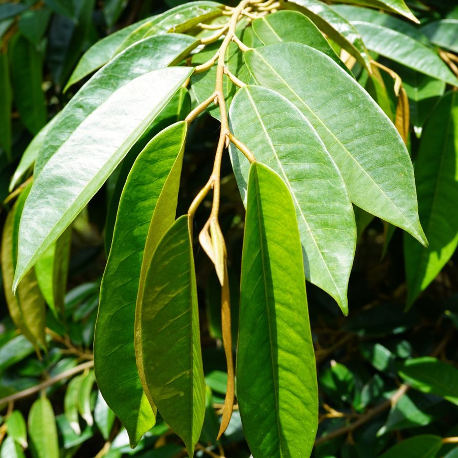 Hình ảnh thực tế tại vườn