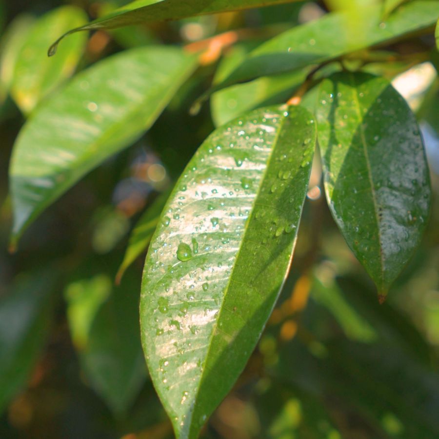 Hình ảnh thực tế tại vườn