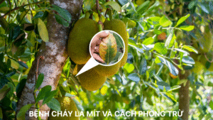 Bệnh cháy lá mít và cách phòng trừ