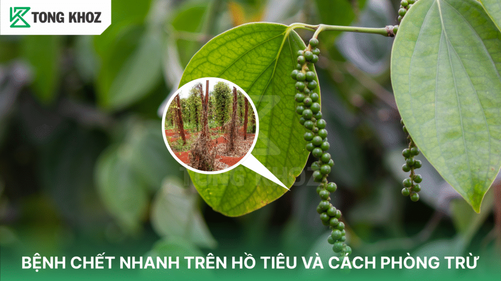Bệnh chết nhanh trên hồ tiêu