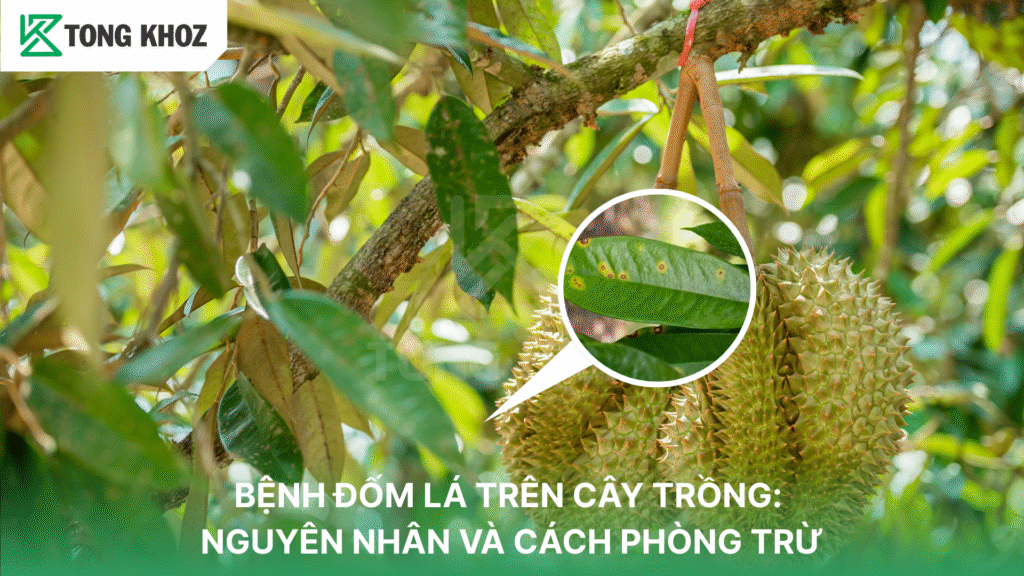 Bệnh đốm lá trên cây trồng