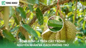Bệnh đốm lá trên cây trồng