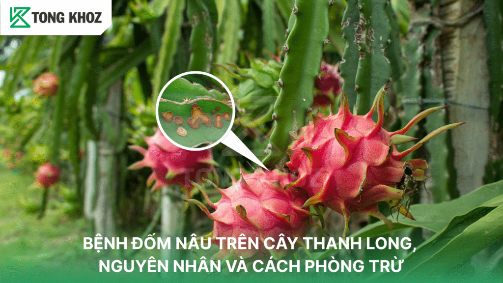 BỆNH ĐỐM NÂU TRÊN CÂY THANH LONG, NGUYÊN NHÂN VÀ CÁCH PHÒNG TRỪ