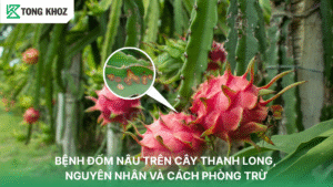 BỆNH ĐỐM NÂU TRÊN CÂY THANH LONG, NGUYÊN NHÂN VÀ CÁCH PHÒNG TRỪ