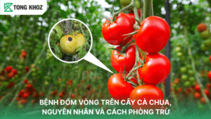 Bệnh đốm vòng trên cây cà chua